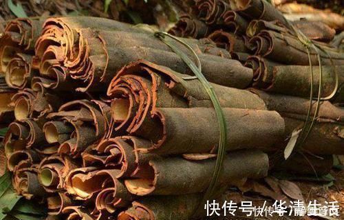 肉桂|这种神奇的树,它的果子没人吃,树皮能补肾一斤300很抢手