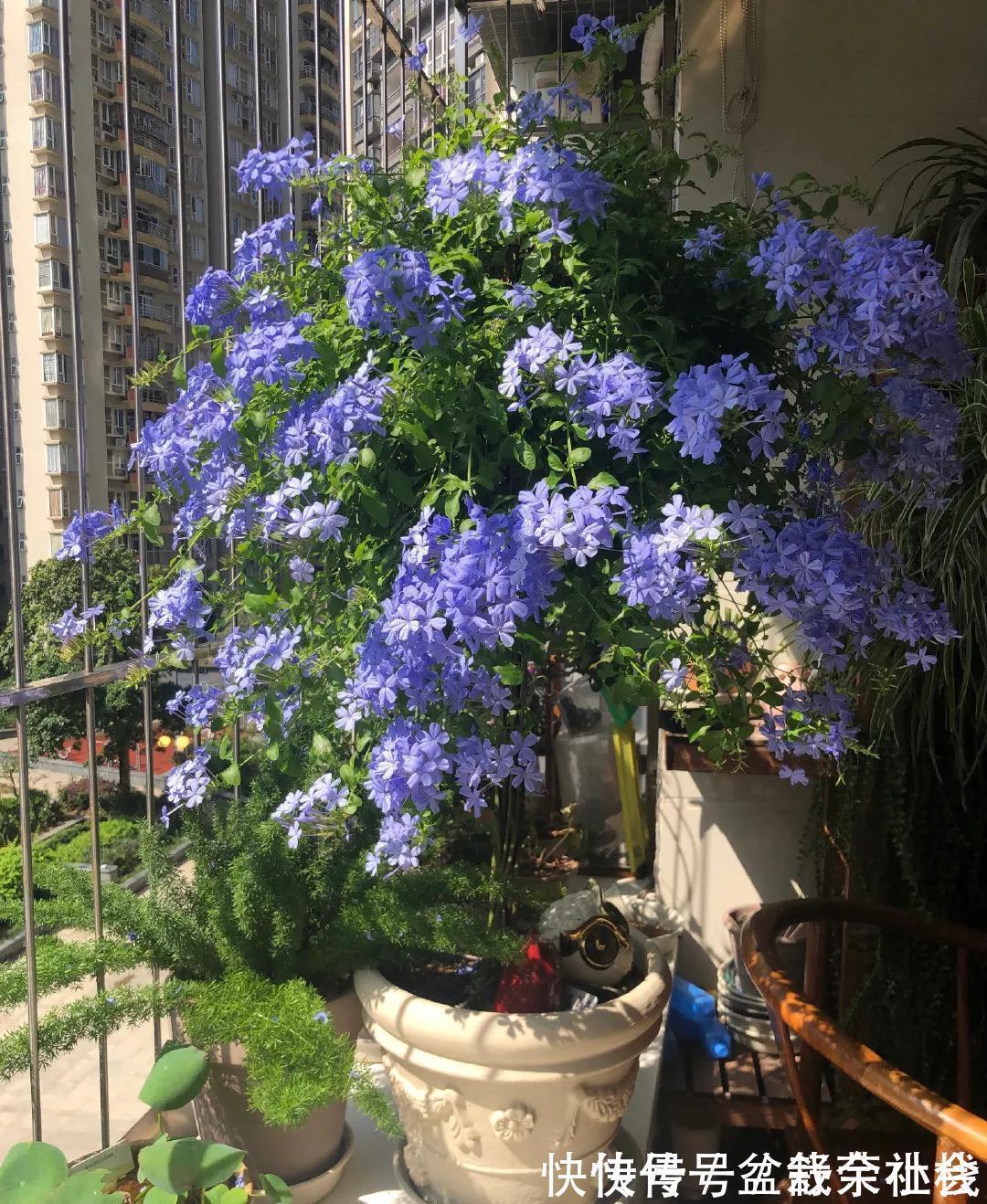 花量|9种漂亮花,热不死晒不怕,开花大半年,没有病虫害,38度成花海