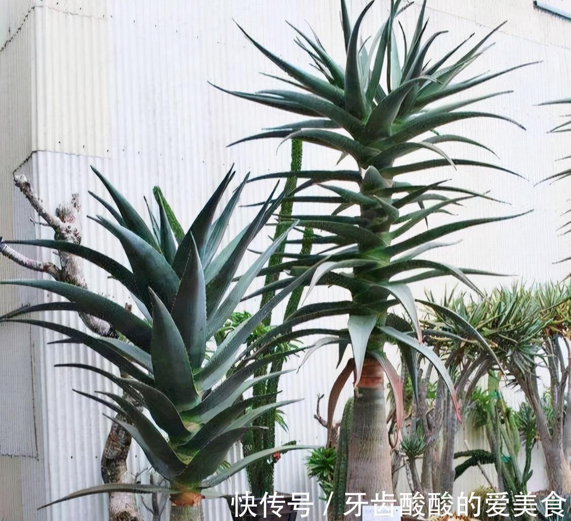 10大健康花,建议养一盆,不但能吸废气制氧气,还好养贵气