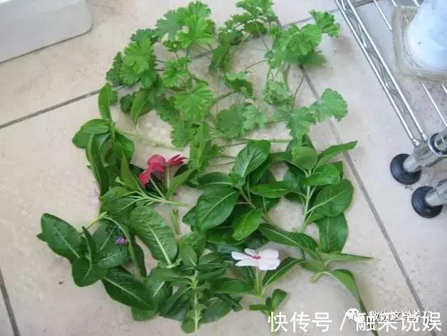 1把沙子撒盆里，土不板结根不烂，叶不黄小飞虫也没了！