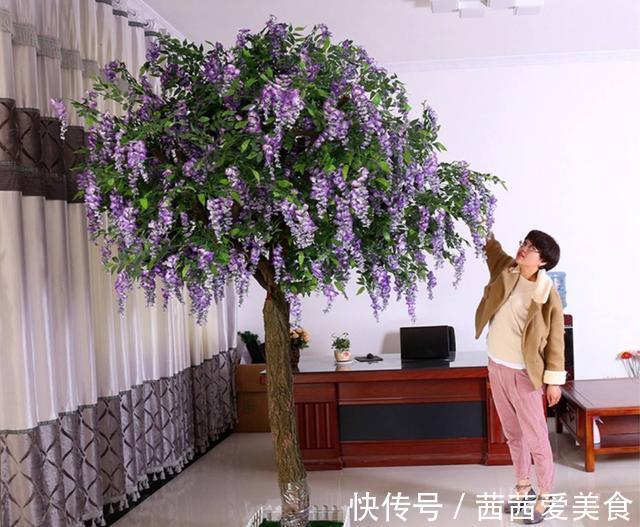 盆栽|客厅有树,十有九富!6种“富贵树”,贵气好养,旺家又吉利