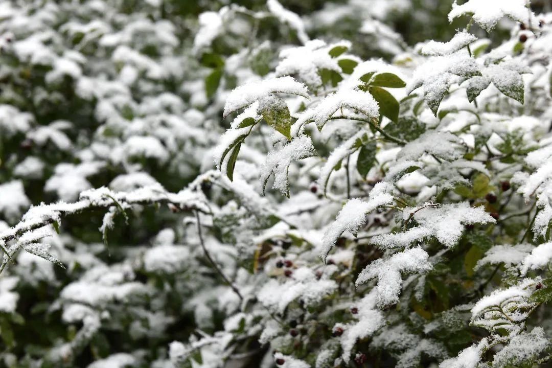  冬至：年年盼雪难来雪，寒意中也别有乐趣|话说二十四节气 | 寒意