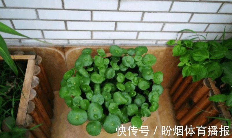 小苏打|厨房清洁“神器”小苏打,拿来养花,2种用法5大好处