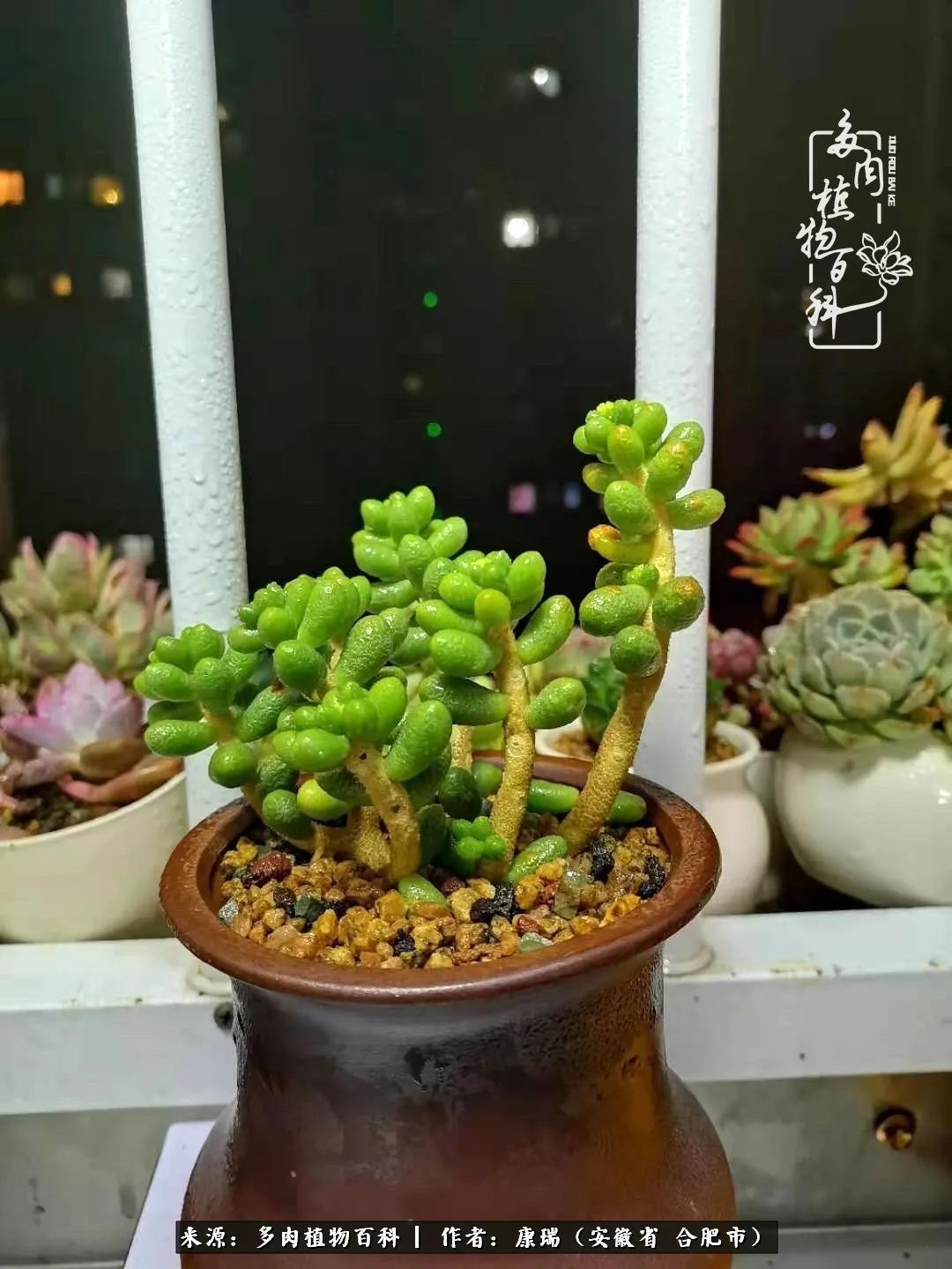 养肉之路,道阻且长,累的是身体,净的是心灵!