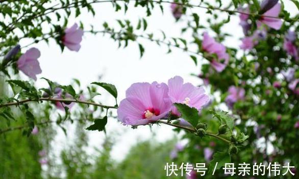 呢木槿花|木槿花该怎样种植呢木槿花养殖方法和注意事项