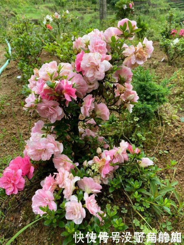 盆栽花|比兰花还值得养的盆栽花,寿命长,越养越漂亮,越养越值钱