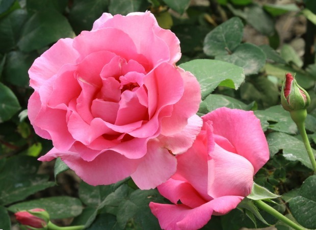 月季夏季养护困难只需注意3个方面,月季花开不断长势好