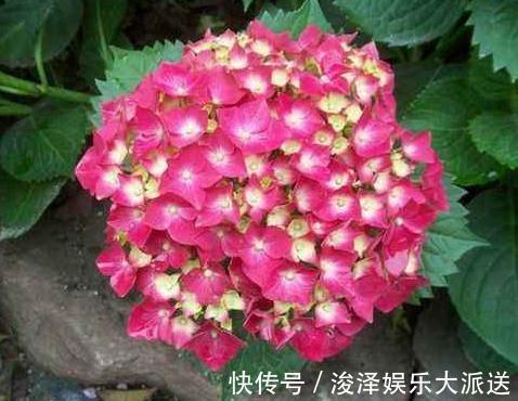 角落|室内“3种花”最见不得光,一放角落,叶绿、花苞钻,花开一大片