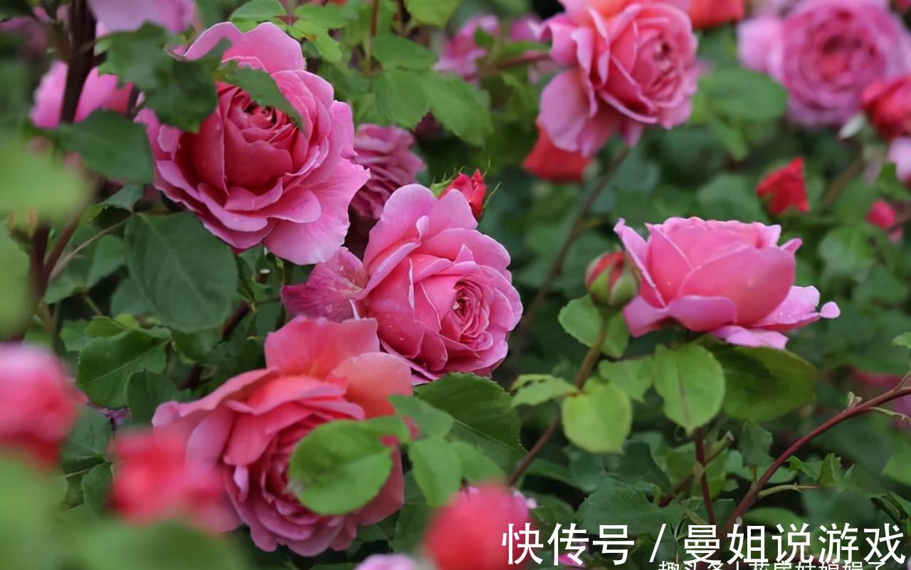 值得入手的11种月季,漂亮又好养,四季开花不断,阳台秒变花园