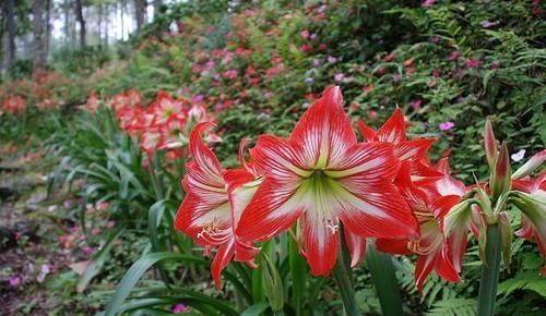 4种花，好看又好养，15天喂一次大补肥，花朵爆满盆