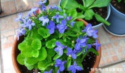 春天，养这“8种花”，一年“300多天”有花看，美死了！