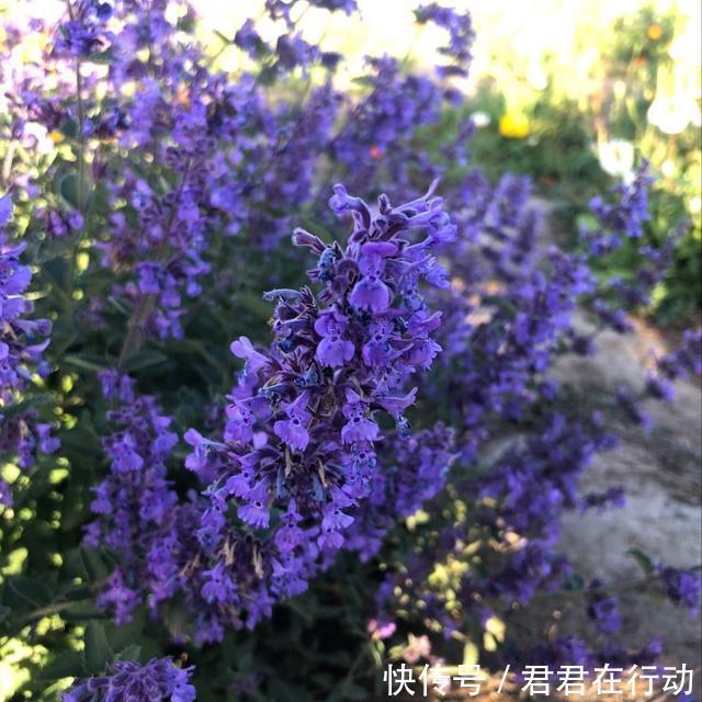 所有紫色花的名字和图片