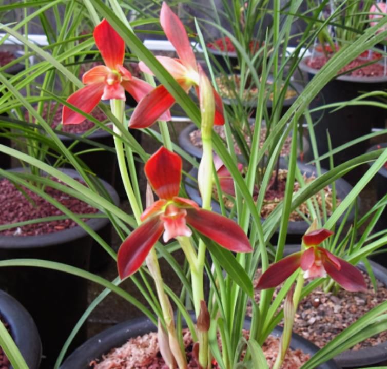  自带|此兰价格不菲，花色艳丽如玛瑙，养护简单如绿萝，开花后自带仙气