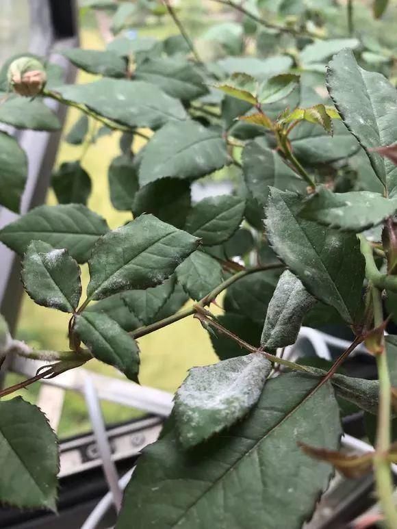 11月给花浇点自制“杀虫杀菌水”,虫子死光光,花草好过冬