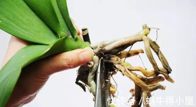 介质|家里的盆栽兰花叶子停止生长,很可能是根出了问题