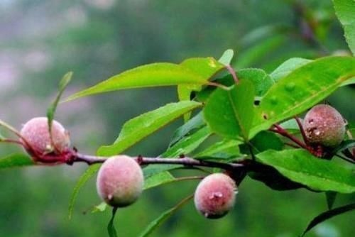 这野果子全身毛茸茸的，必须把毛除掉才能吃，你吃过吗？