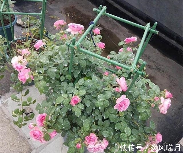 月季养得好,满足它喜好,一开花品高