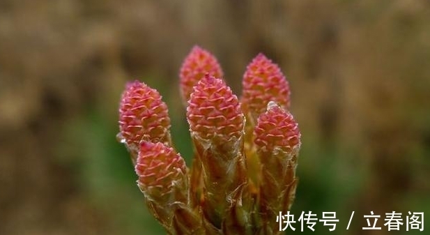 松科|你知道这是什么花吗？其实，你家山上就有，只是没有在意