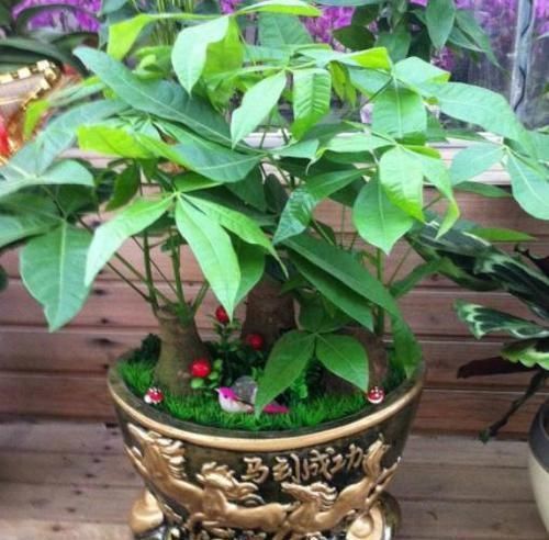 救回来|盆栽发财树如何做好日常管理掌握4点,黄叶烂根也能救回来