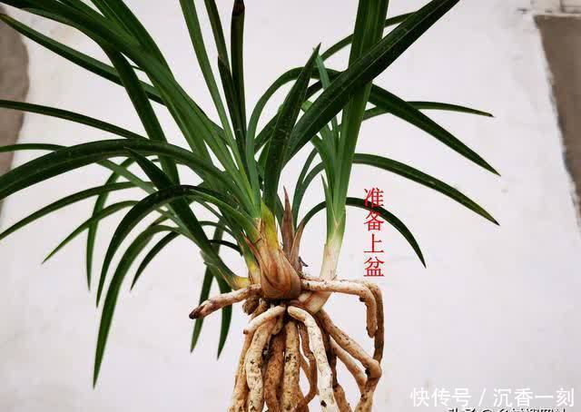 夏天|夏天如何管理兰花,才能确保不会烂根?这3点非常重要