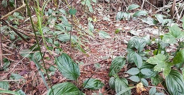 长在河边无人识,根却极为珍贵,人称“水三七”,别忽视