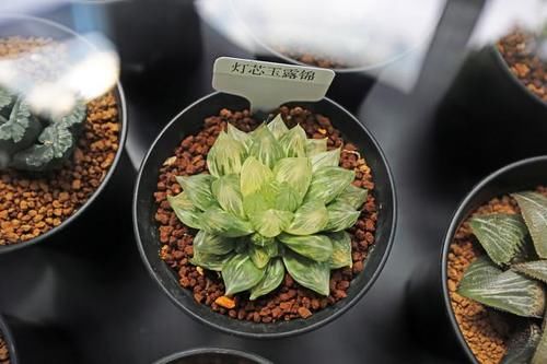 勤晒太阳少浇水，多肉植物是这么养的吗？