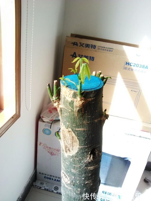 根系|绿萝、发财树蔫了别浇水，浇一盆死一盆，要这样救治