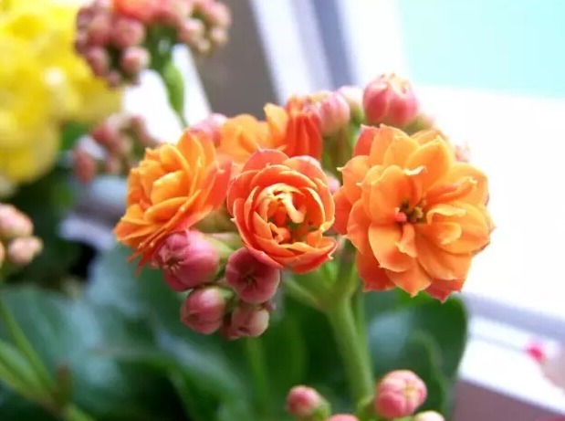 长寿花的“3个”养护窍门,叶子肥又大,开花爆盆