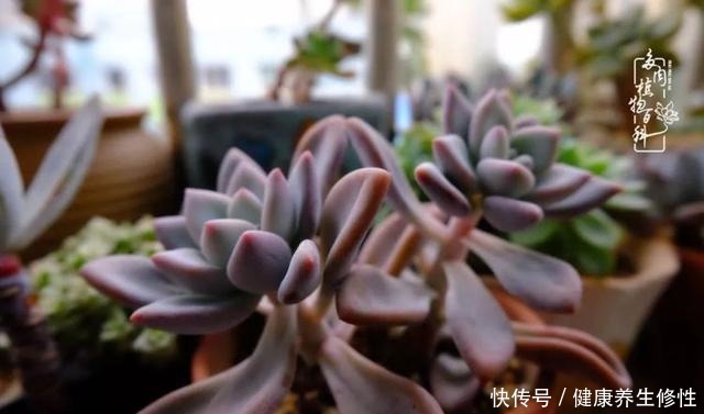 冬季,属于多肉的季节!养多肉的你喜欢冬天吗!