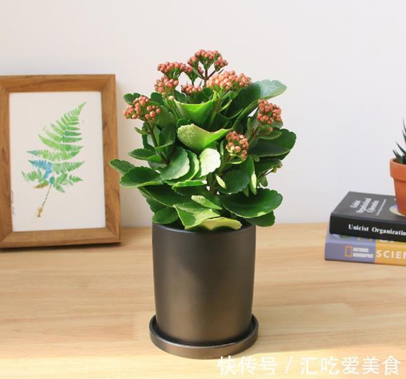 在花市看到3种花,再喜欢也不要买,带回家养不活白费力