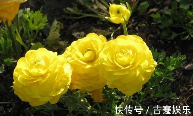 奇花!芹菜叶开出牡丹花,花色丰富,物美价廉,简直美爆了