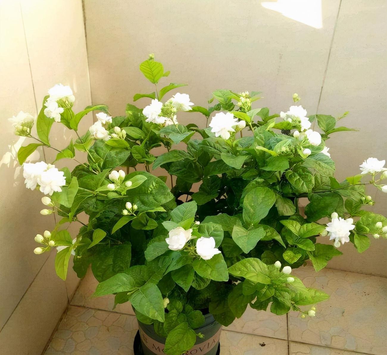 长寿花|分享2个冬天扦插的小方法,10种花现在扦插正当时,生根快又壮