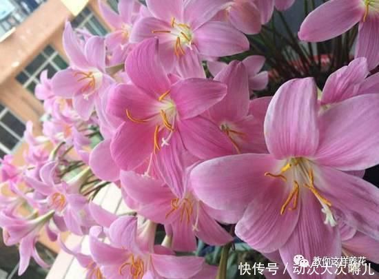  惊艳|这种球乱养都能活，丢盆里1个月开花，开花太惊艳