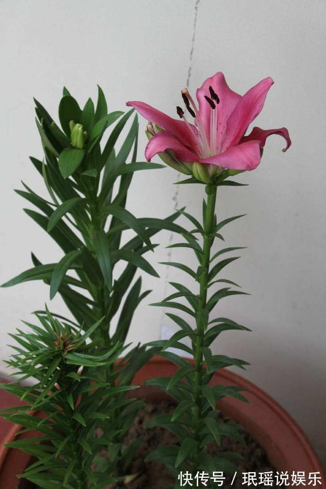 种花|家里“养花”别乱养!这3种花是“大忌”,家里有的快拿开