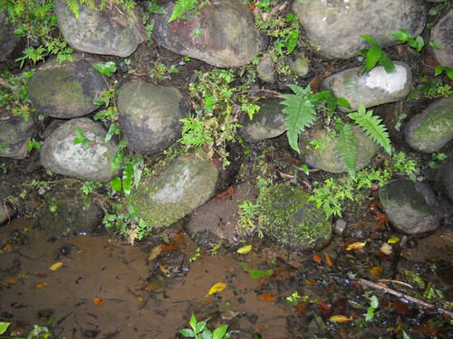 山涧溪流中才有,雨后一抓一大桶,一咬全是壳,却有很多人爱吃