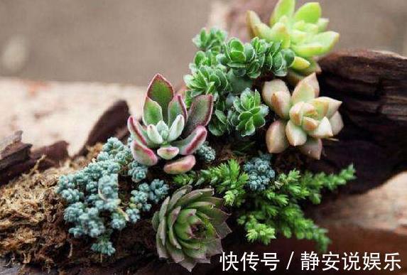 老公不听劝非要把树枝当花盆,邻居都看不起,结果却傻眼了!