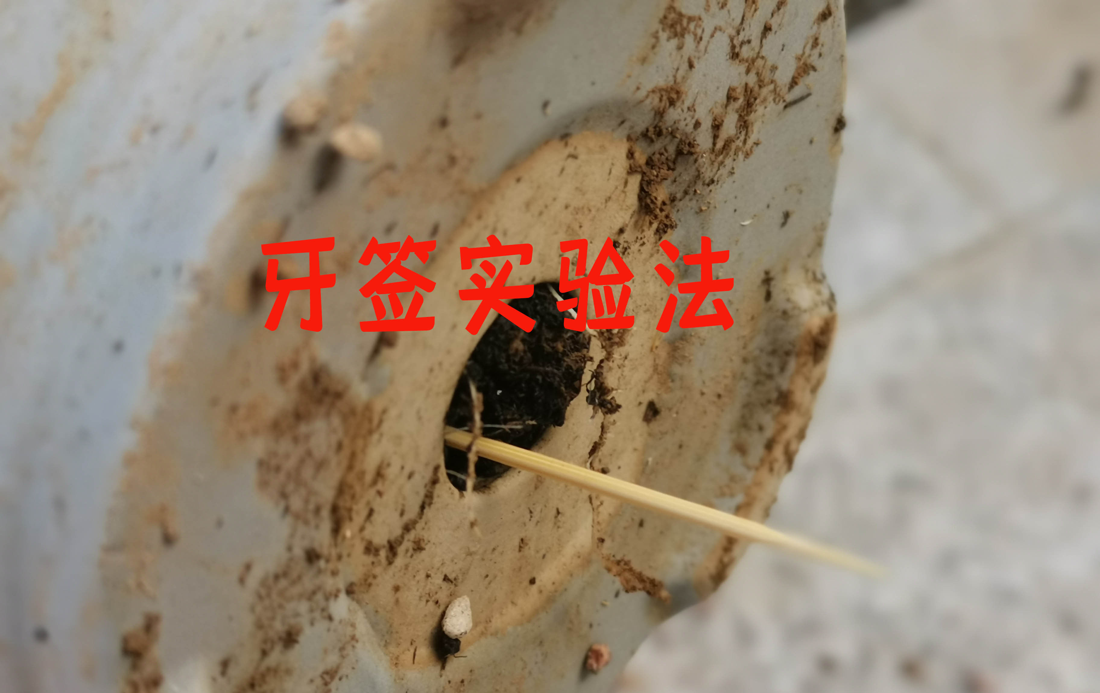 给多肉植物浇水那么简单,你为什么总是做不好