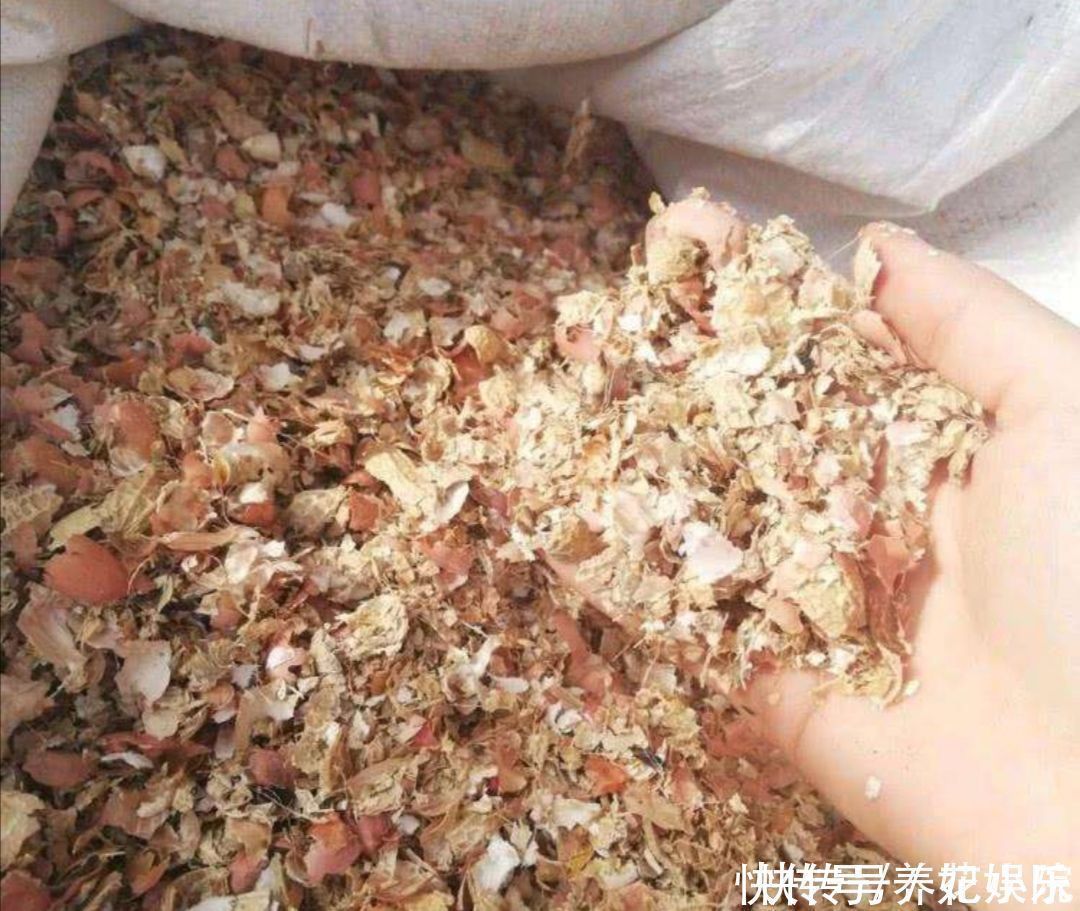 叶子|养君子兰,用3种“花土”,植株长得旺,叶子宽厚