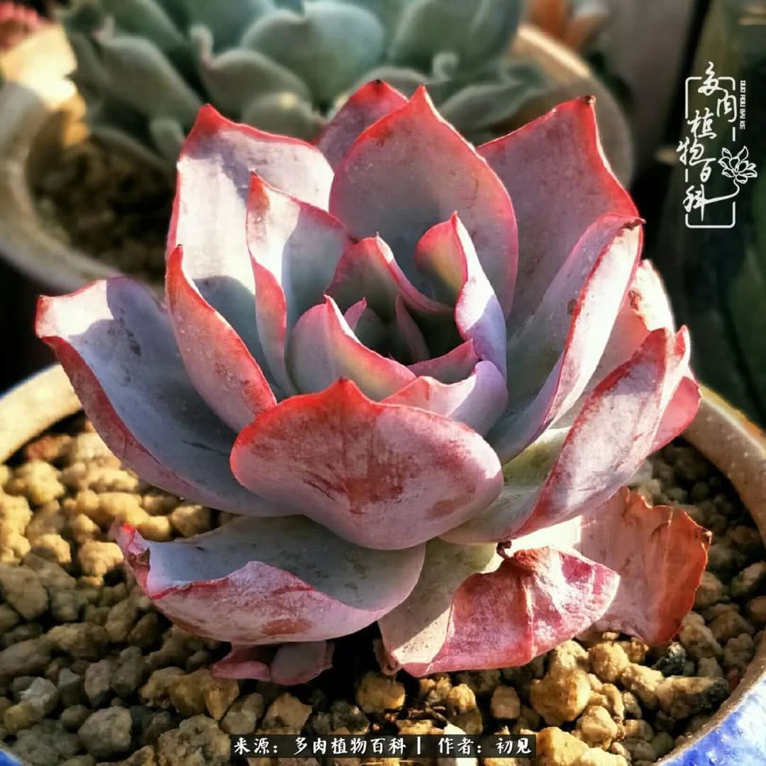 养多肉四周年,从初见到爱恋!幸福一直藏在浅薄的日子里!