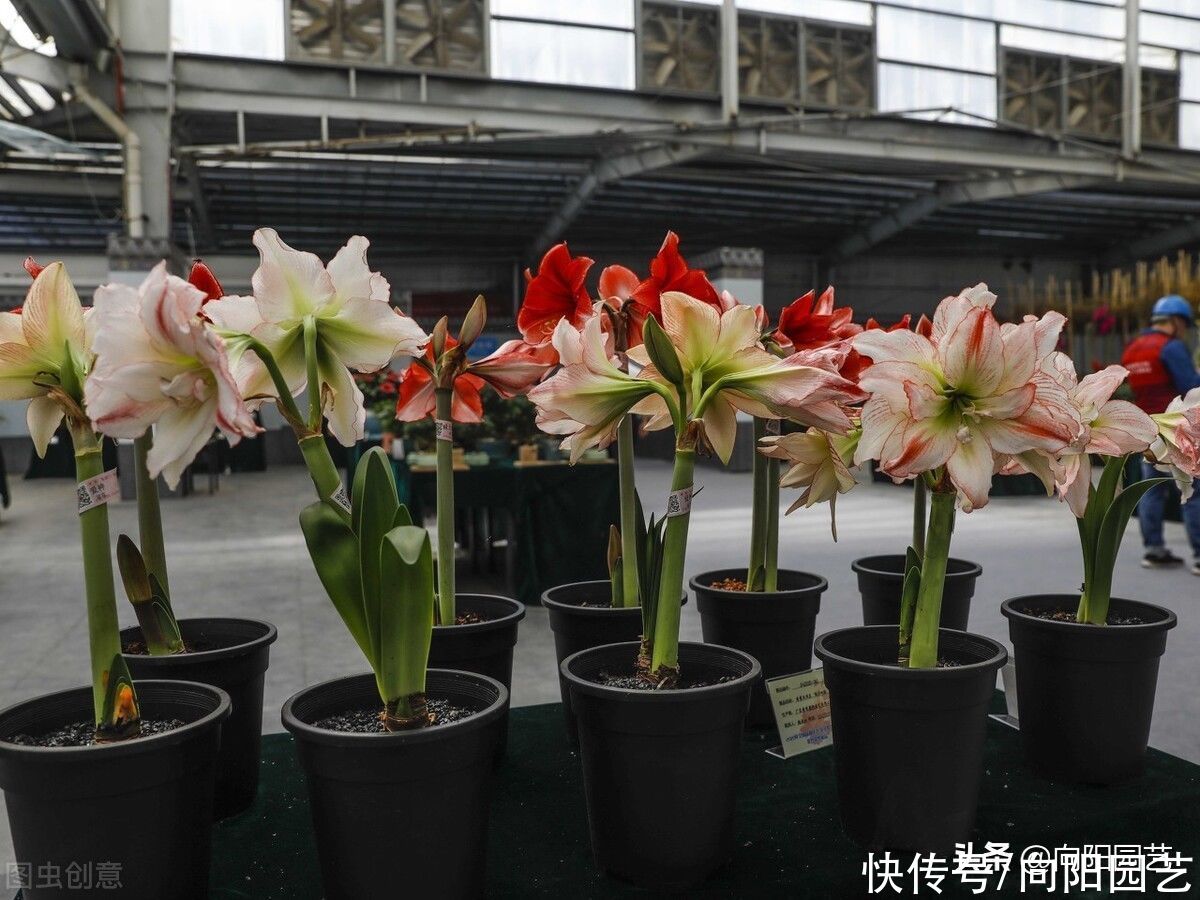 朱顶红延长花期，试试这几个办法，花瓣巴掌大，花期多开15天