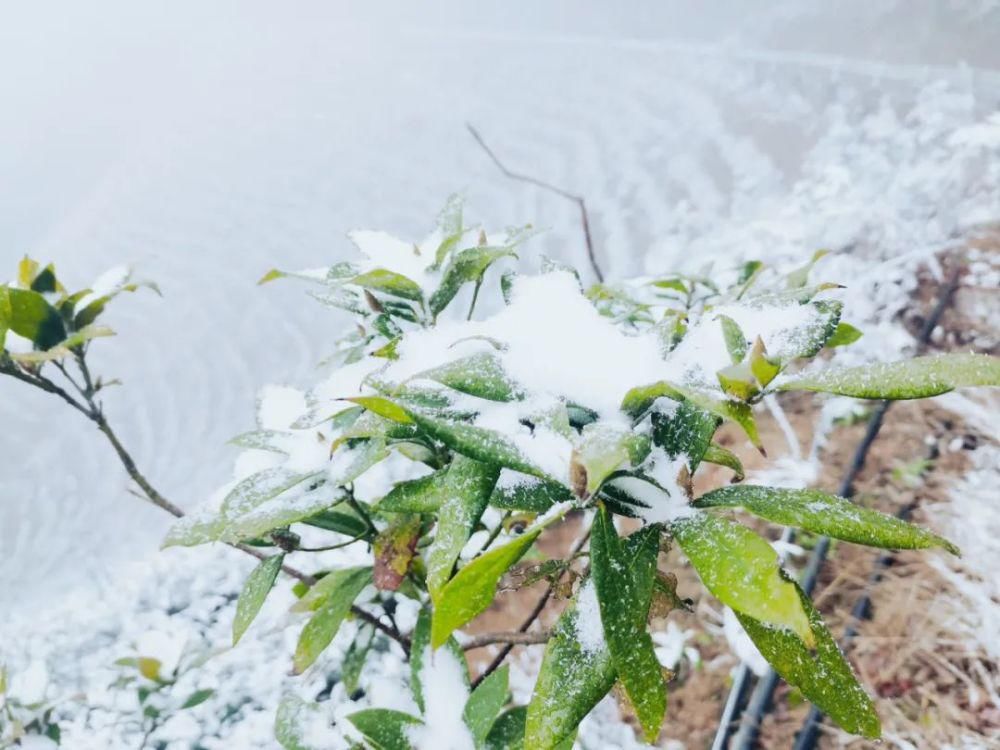 闽北雪景美图合集来啦～真正银装素裹，宛若琉璃世界！