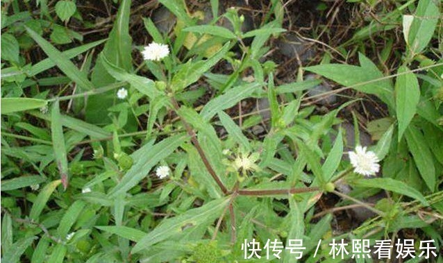 向日葵|农村一种常见野草,以前连猪也不吃,不过现在发现是一种珍贵中药