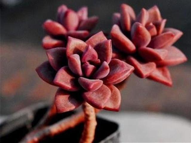 这三种红色系多肉,颜色鲜艳,十分好养,有的还很爱生娃娃
