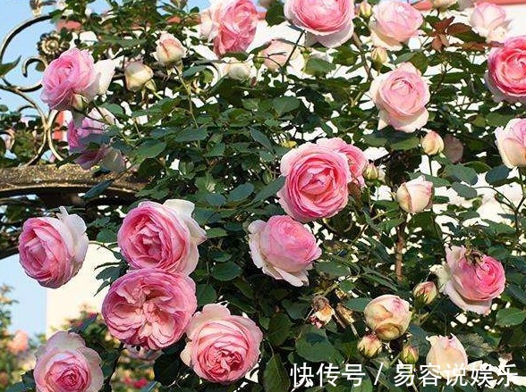 伊芙·|喜欢养花，不如养盆伊芙·，一条藤上千朵花，幽香四溢