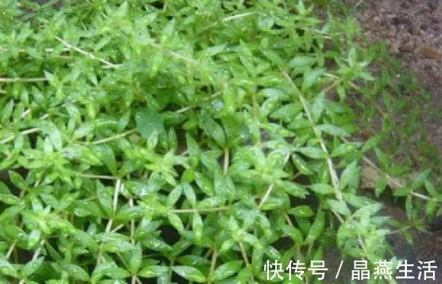 莲子|4物是肝炎、肝硬化的“克星”,餐桌上敞开了吃,肝病或许不来扰