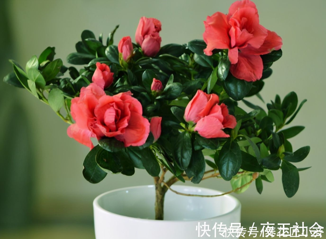 杜鹃花开败后,先做好修剪,使用两种“液体”,新芽又粗又壮