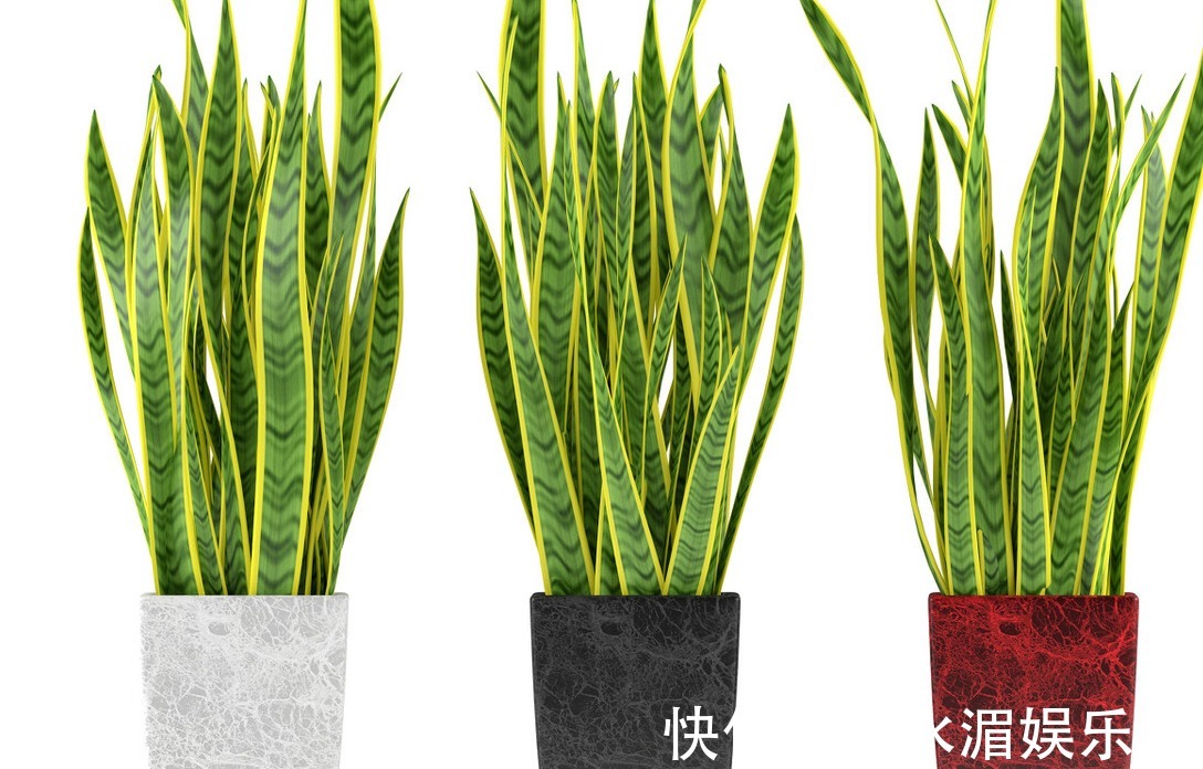 客厅养这五种花,寓意好,好养还美观,你都了解过吗