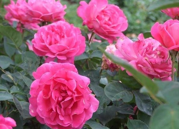 30年老花农，养月季详细方法记住“这几点”，不愁月季养不好