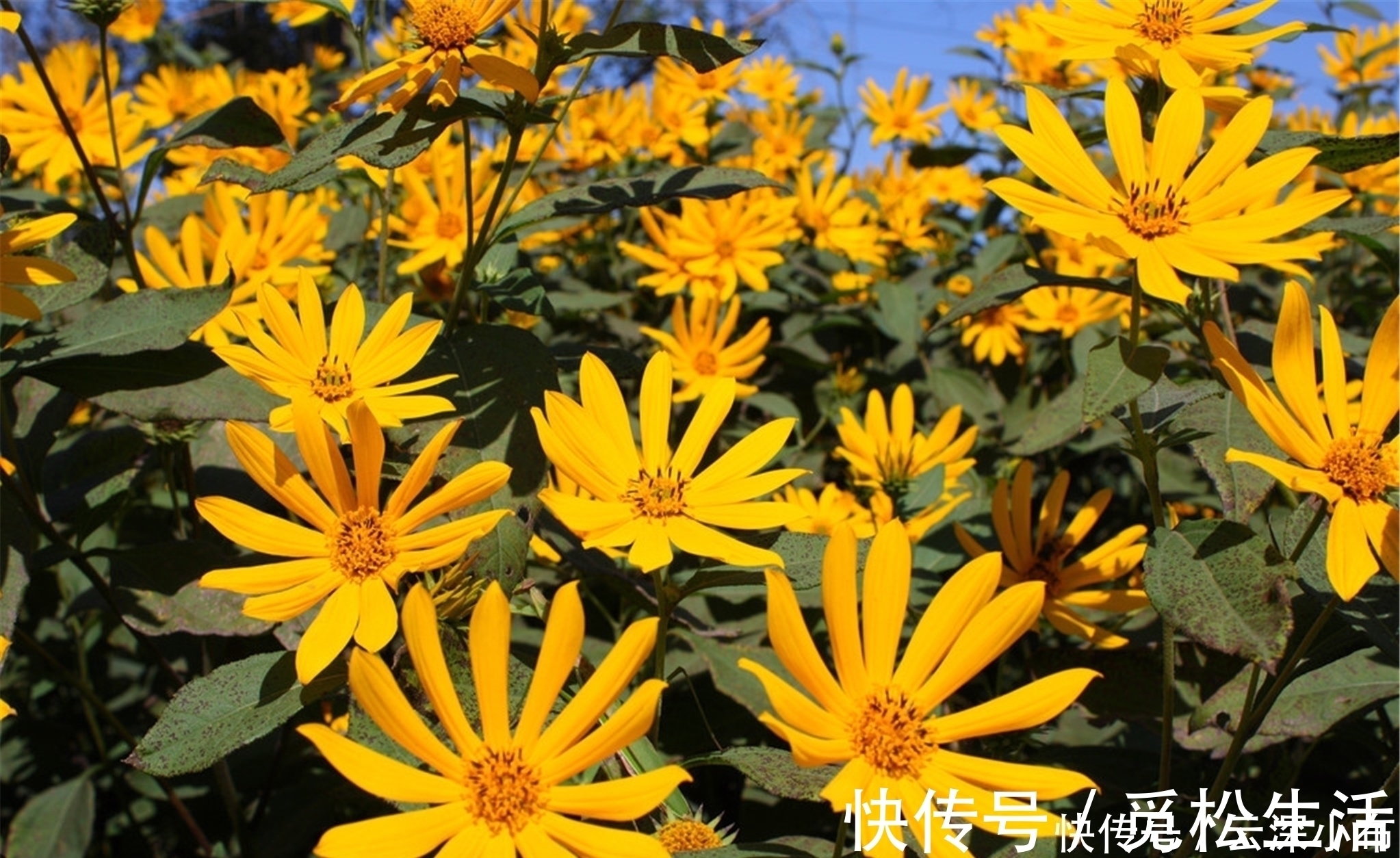 咏菊诗!罗隐最经典的一首咏菊诗,从开篇到结尾句句经典,值得我们一读!