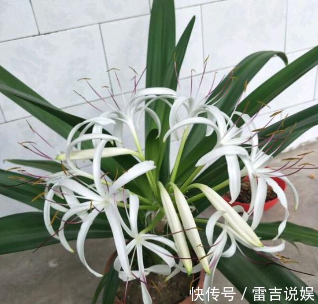 球根花卉文殊兰，比朱顶红好养，做好“几点”，夏季开爆香气十足